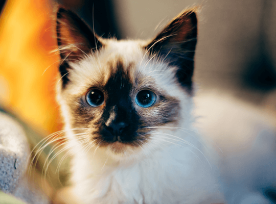 Breeder Ragdolls White cat